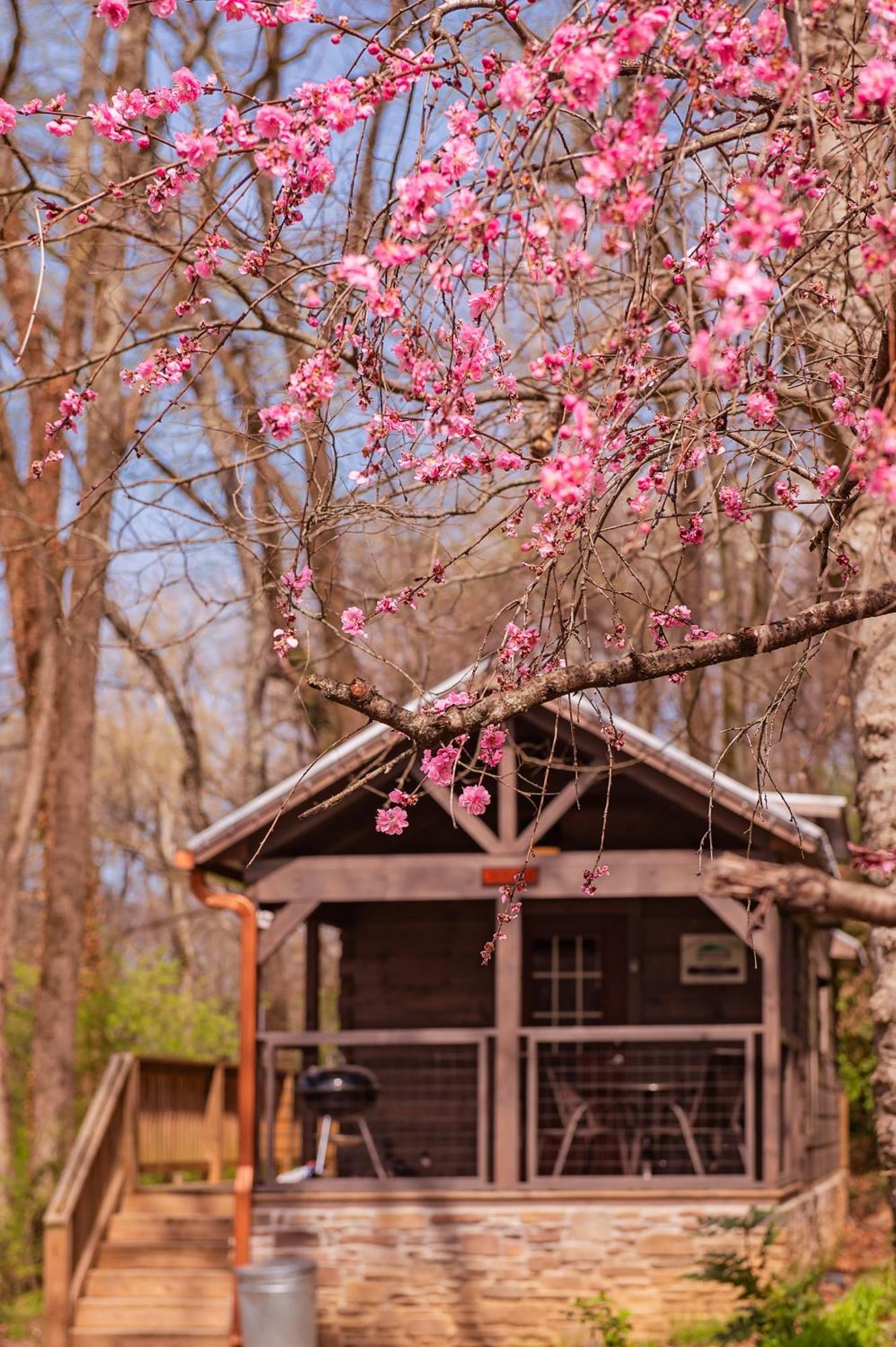 Ryon Tiny Home Cabin City-Side Rustic Retreat تشاتانوغا المظهر الخارجي الصورة
